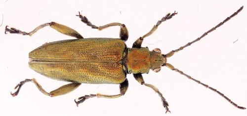 Donacia bicolora